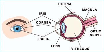 diagram of the eye